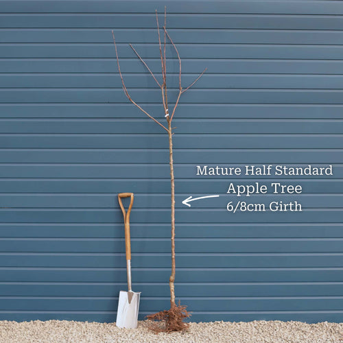 'Cox's Orange Pippin' Apple Tree Fruit Trees