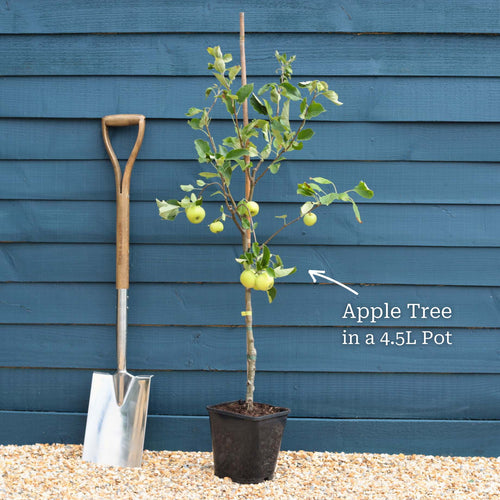 'Discovery' Apple Tree Fruit Trees
