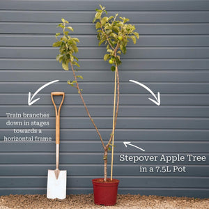 Stepover Apple Tree Trained Fruit Trees