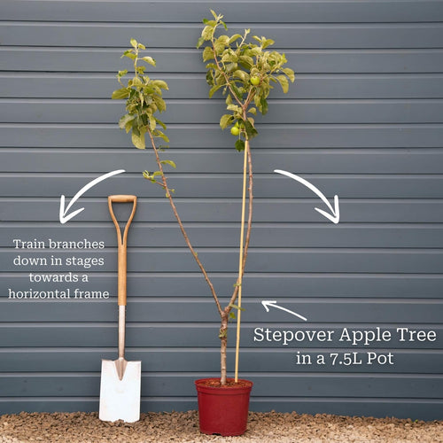 Stepover Apple Tree Trained Fruit Trees
