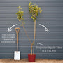 Stepover Apple Tree Trained Fruit Trees