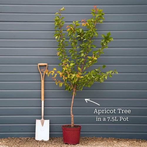 'Tomcot'® Apricot Tree Fruit Trees