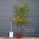 'Tomcot'® Apricot Tree Fruit Trees