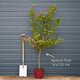 'Tomcot'® Apricot Tree Fruit Trees