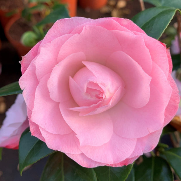 Camellia japonica 'April Rose' Shrubs