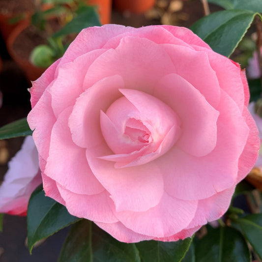 Camellia japonica 'April Rose' Shrubs