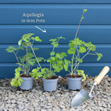Aquilegia 'Spring Magic White' Perennial Bedding