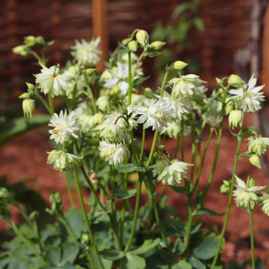 Aquilegia Plants: Sent Direct from UK's Finest Growers – Roots Plants