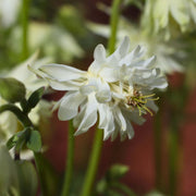 Aquilegia 'Green Apples' Perennial Bedding