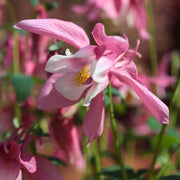 Aquilegia 'Spring Magic Rose & White' Perennial Bedding