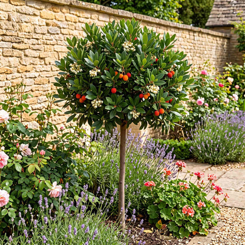 Patio Strawberry Tree | Arbutus unedo 'Compacta' Ornamental Trees