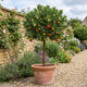 Patio Strawberry Tree | Arbutus unedo 'Compacta' Ornamental Trees