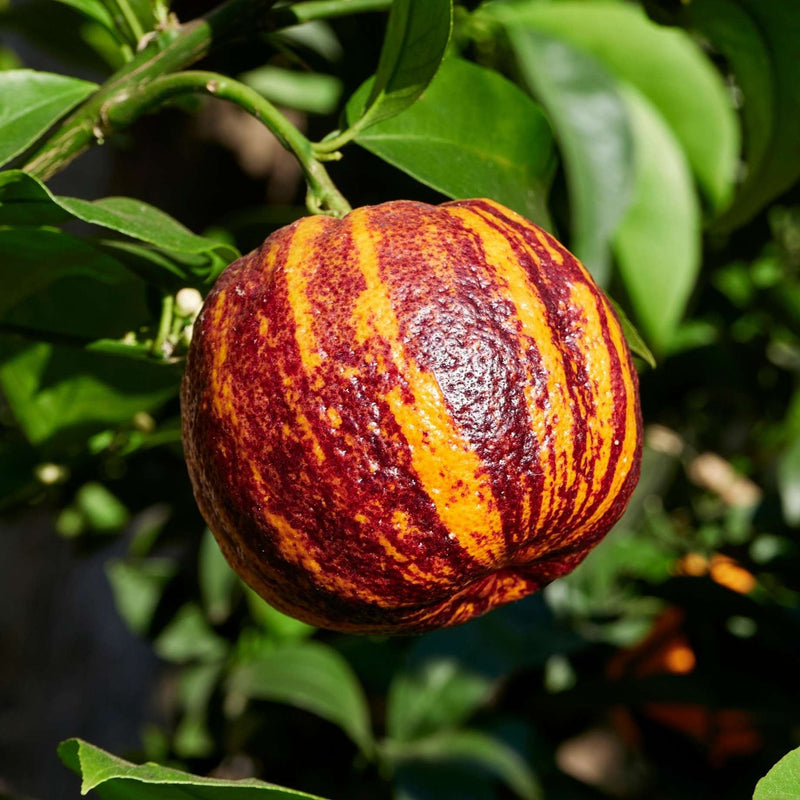 Patio Blood Meyer Orange Tree Trained Fruit Trees