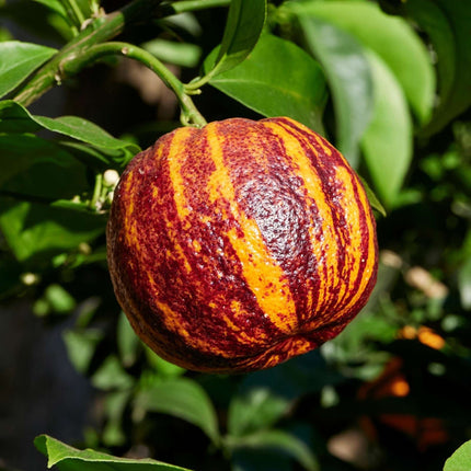 Patio Blood Meyer Orange Tree Trained Fruit Trees