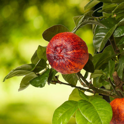 'Arcobal' Patio Orange Tree | Citrus meyeri x Citrus sinensis 'Doppio Sanguinello' Trained Fruit Trees
