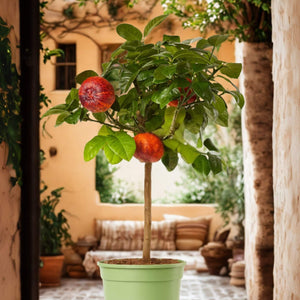 Rainbow Orange Tree | Patio 'Arcobal' Orange Trained Fruit Trees