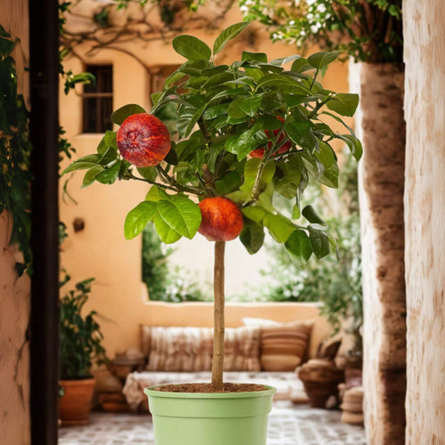 Rainbow Orange Tree | Patio 'Arcobal' Orange Trained Fruit Trees