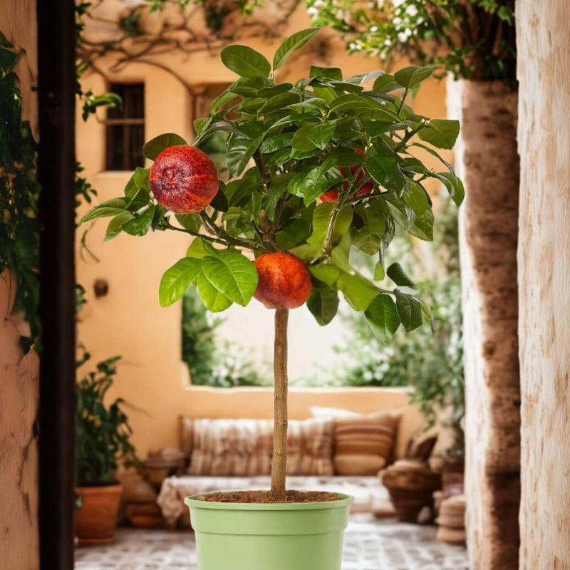Rainbow Orange Tree | Patio 'Arcobal' Orange Trained Fruit Trees