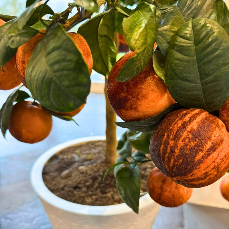 Patio Blood Meyer 'Arcobal' Orange Tree Trained Fruit Trees