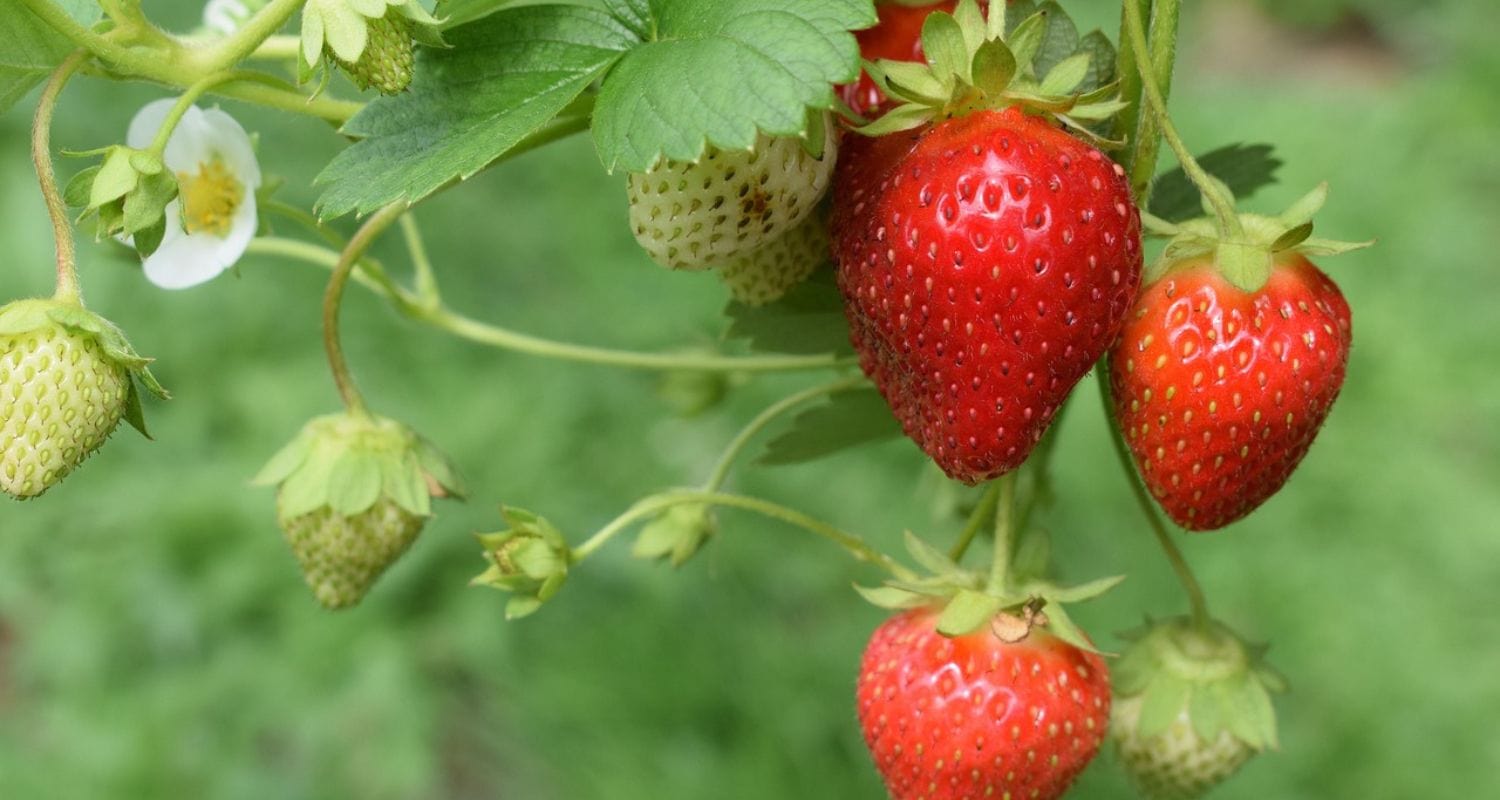 Are Strawberries Good for You?