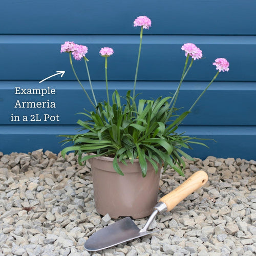 Armeria 'Sweet Dreams' Perennial Bedding