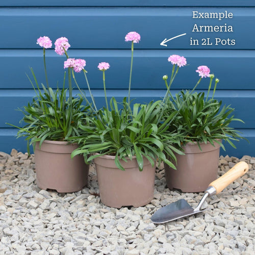 Armeria 'Sweet Dreams' Perennial Bedding