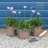 Armeria 'Sweet Dreams' Perennial Bedding