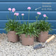 Armeria 'Sweet Dreams' Perennial Bedding