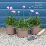 Armeria 'Sweet Dreams' Perennial Bedding