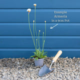 Armeria 'Ballerina White' Perennial Bedding