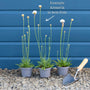 Armeria 'Ballerina White' Perennial Bedding