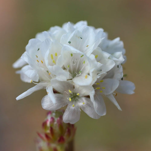 Armeria 'Ballerina White' Perennial Bedding