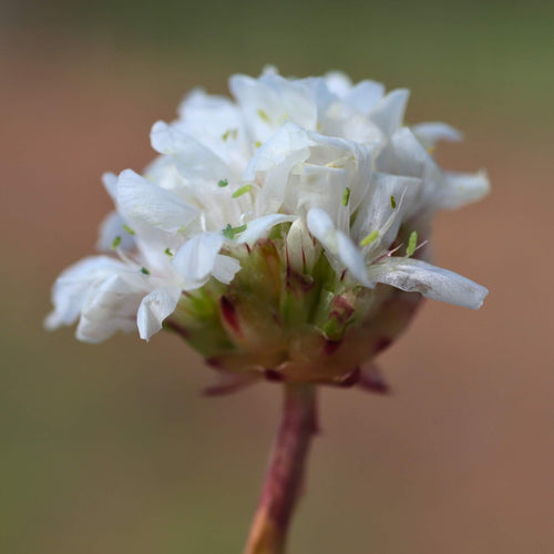 Armeria 'Ballerina White' Perennial Bedding