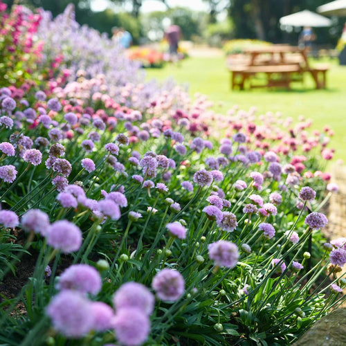 Armeria 'Sweet Dreams' Perennial Bedding