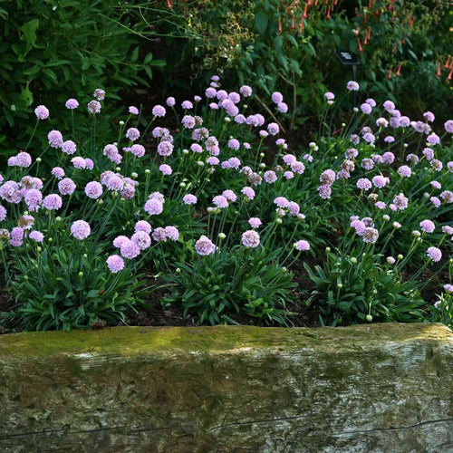 Armeria 'Sweet Dreams' Perennial Bedding