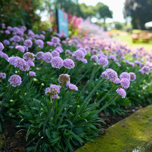 Armeria 'Sweet Dreams' Perennial Bedding