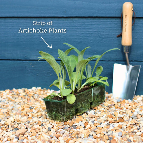 'Green Globe' Artichoke Plants Vegetables