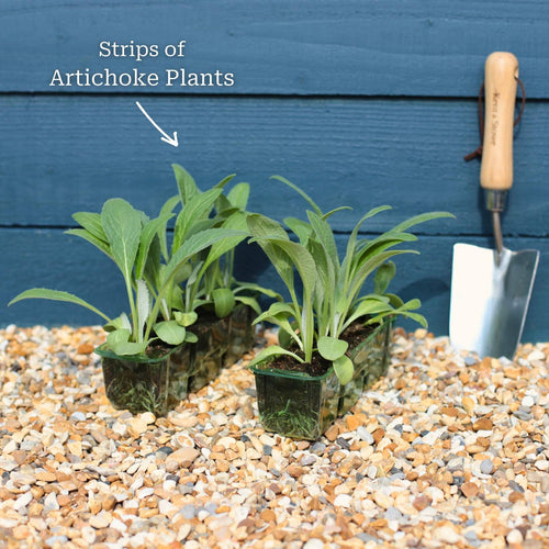 'Green Globe' Artichoke Plants Vegetables