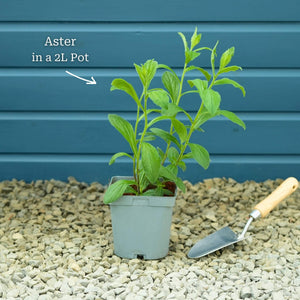 Aster × frikartii 'Mönch' Perennial Bedding