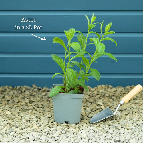 Aster × frikartii 'Mönch' Perennial Bedding