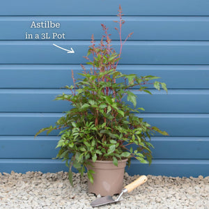 Astilbe 'Spotlight' Perennial Bedding