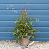 Astilbe 'Spotlight' Perennial Bedding
