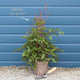 Astilbe 'Spotlight' Perennial Bedding