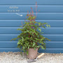 Astilbe 'Spotlight' Perennial Bedding
