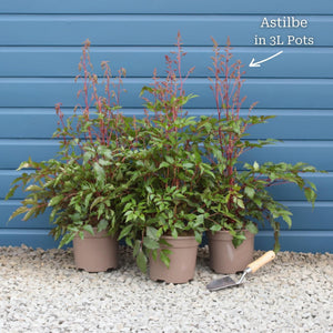 Astilbe 'Spotlight' Perennial Bedding