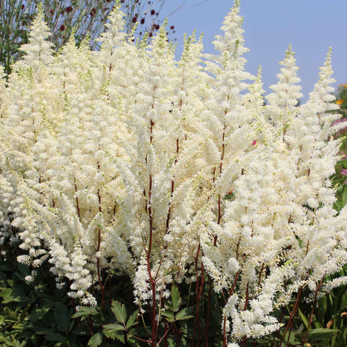 Astilbe 'Happy Spirit' Perennial Bedding