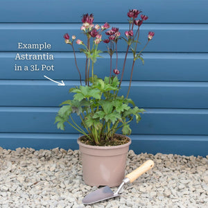 Astrantia 'Roma' Perennial Bedding