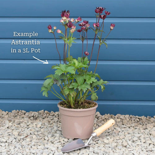 Astrantia 'Roma' Perennial Bedding