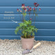 Astrantia 'Roma' Perennial Bedding
