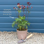 Astrantia 'Roma' Perennial Bedding